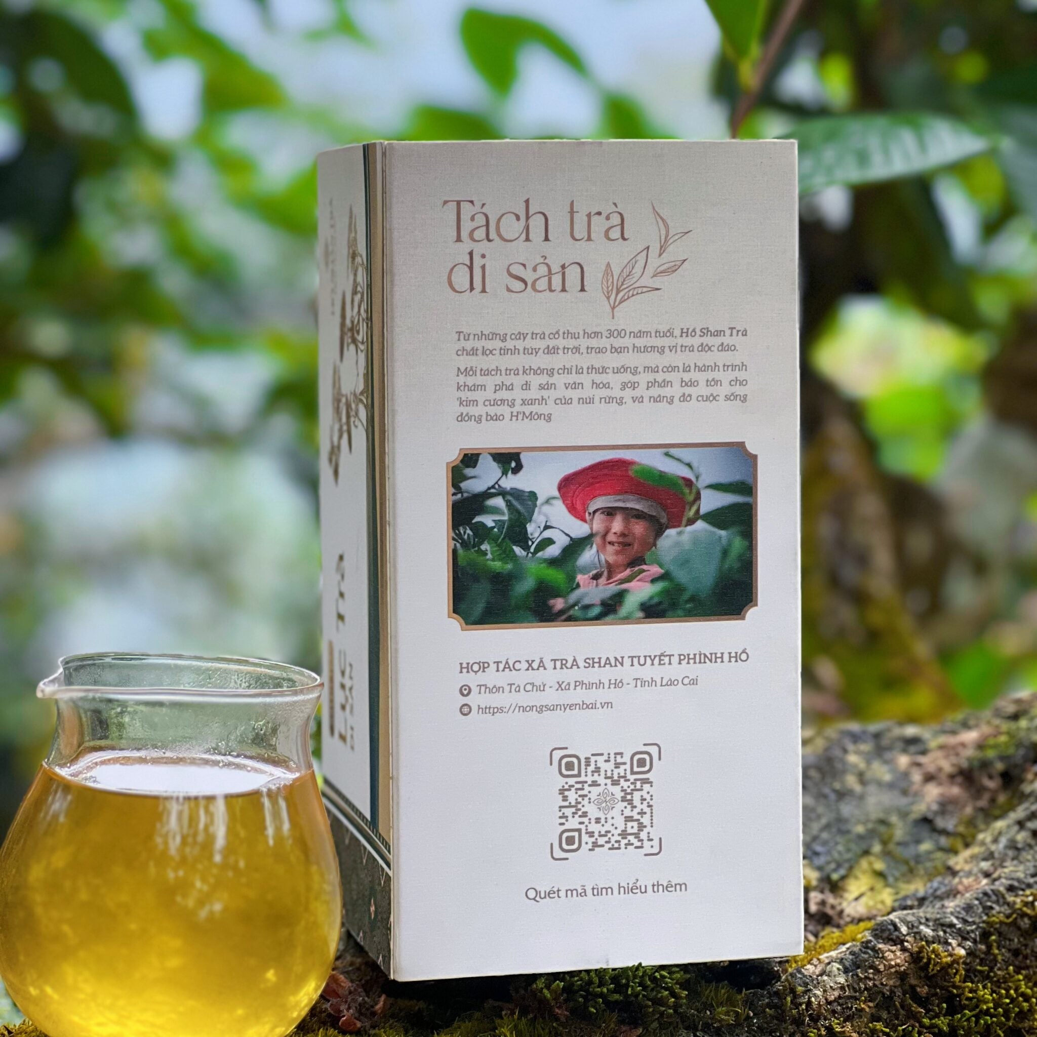 Lục Trà Shan Tuyết Cổ Thụ – Lục Trà Di Sản