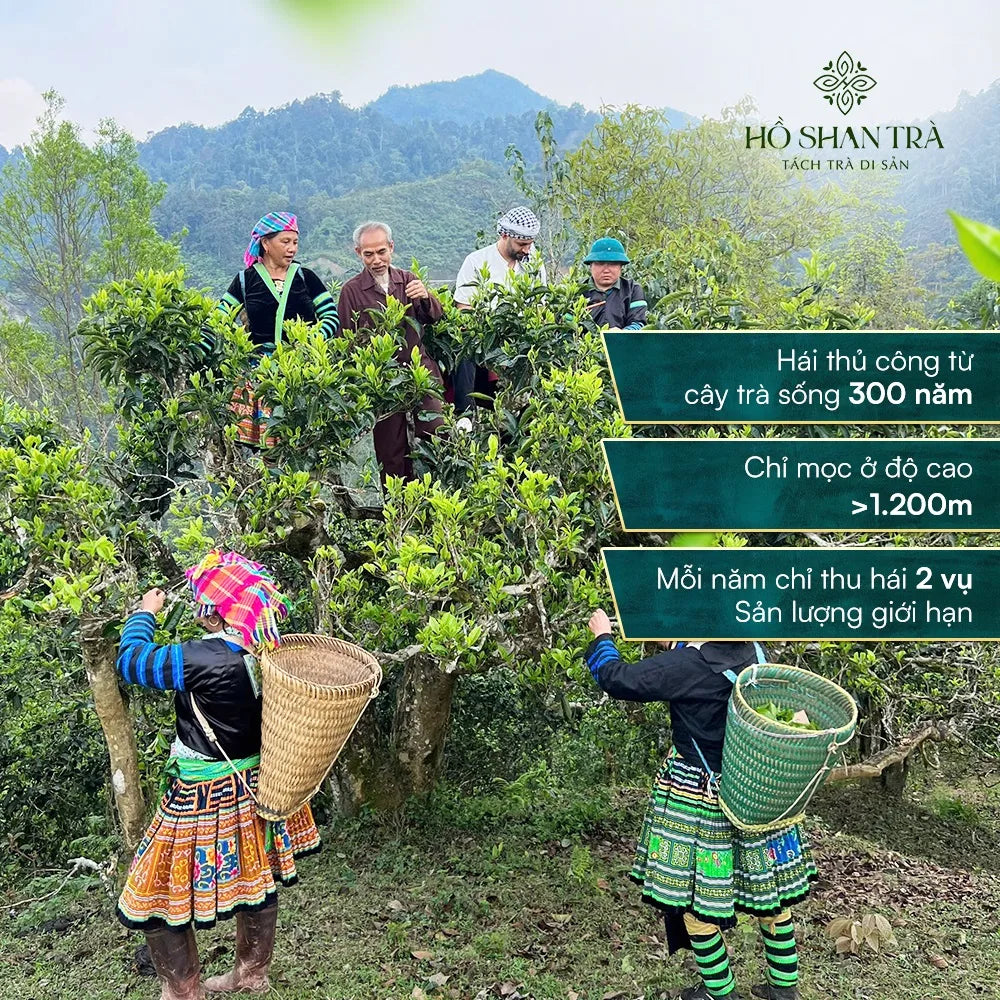 Lục Trà Shan Tuyết Cổ Thụ – Lục Trà Trường Thọ