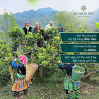 Lục Trà Shan Tuyết Cổ Thụ – Lục Trà Trường Thọ