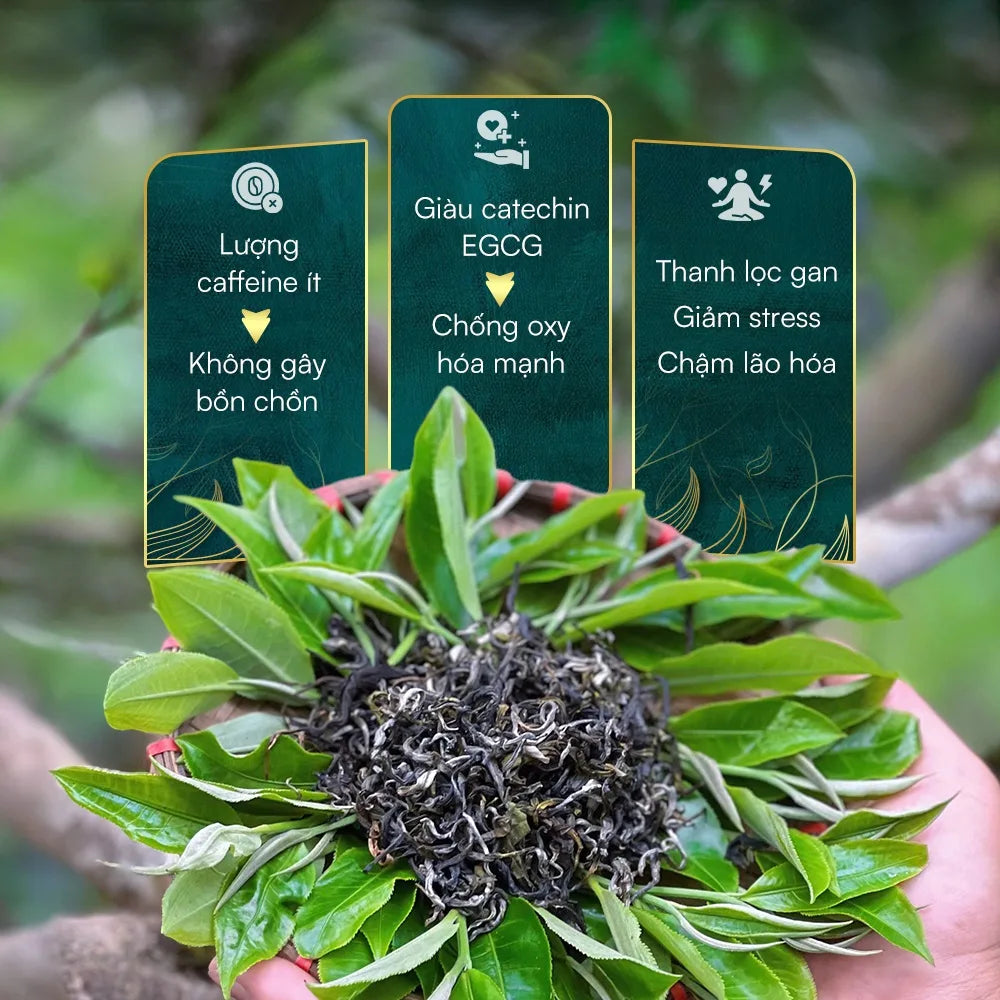 Lục Trà Shan Tuyết Cổ Thụ – Lục Trà Trường Thọ