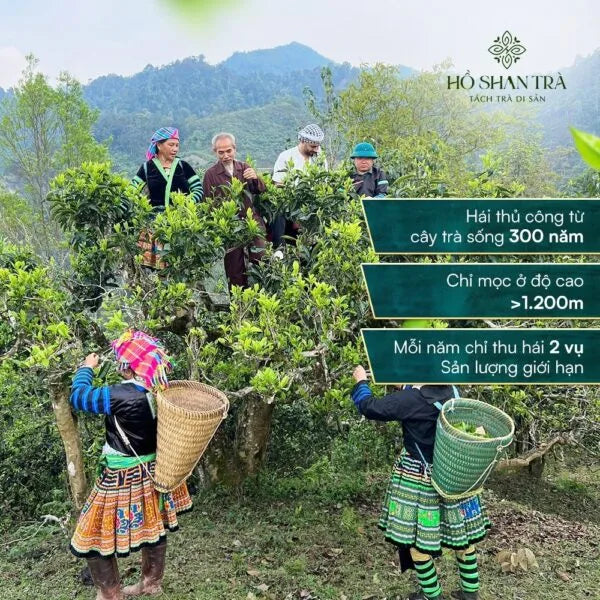 Set Quà Trà Shan Tuyết Cổ Thụ Trường Thọ